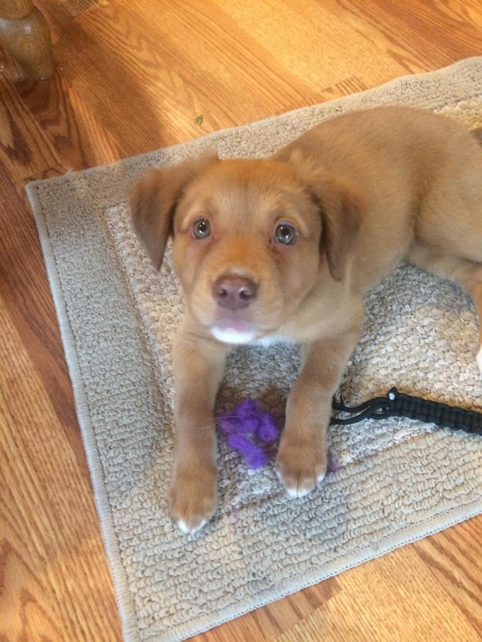 I Can’t Get Enough Of My Lil Aussie