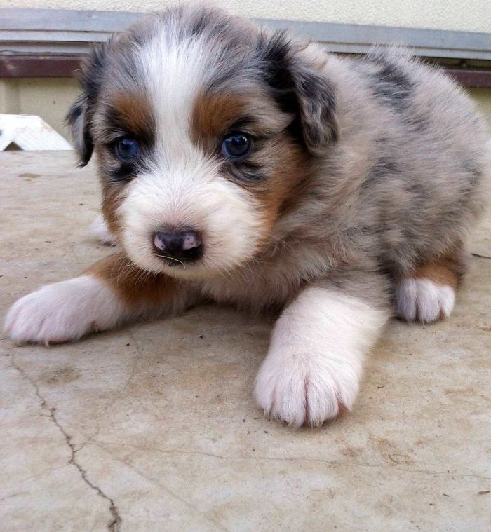 My 4 Week Old Australian Shepherd Puppy Named Desmond