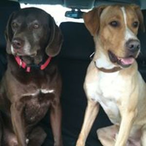 roland_schmidl avatar