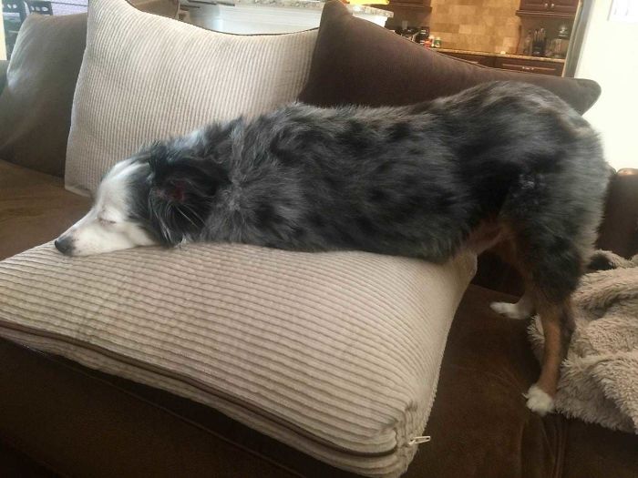 My Sleeping Aussie