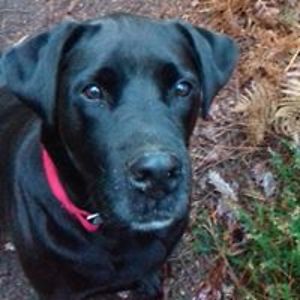 lajaunieclaire avatar