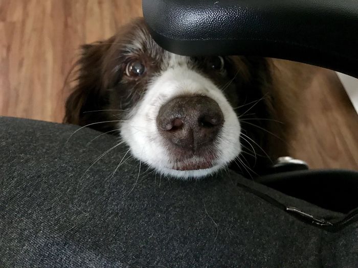 16 Years Old And Still Knows How To Work The Cuteness, Especially When He Wants Something