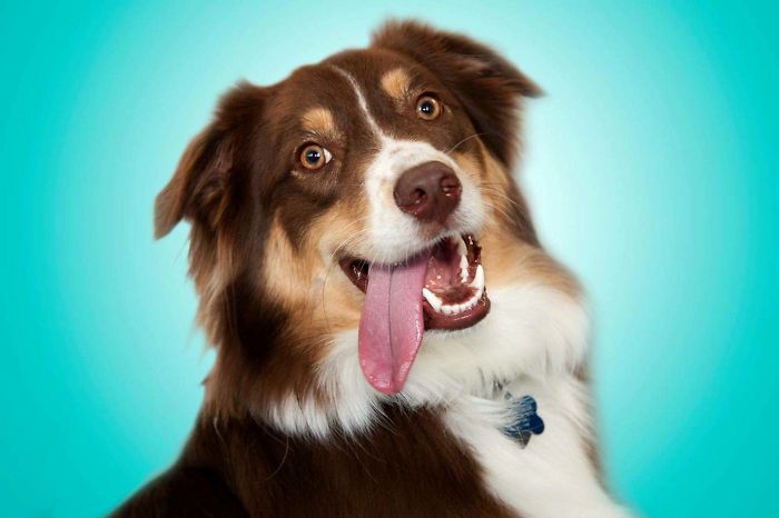 When It's 'Take Your Dog To Work Day' And Your Wife Works At A Production Studio