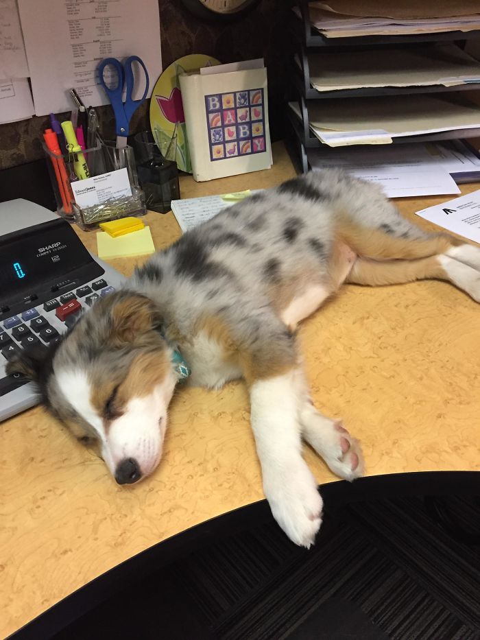 Apparently They Have "Bring Your Dog To Work Day" At My Mom's Office