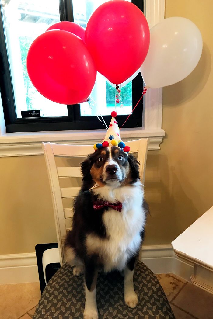 It Was My Pups Second Birthday The Other Day. He Wasn't Thrilled With All The Pictures