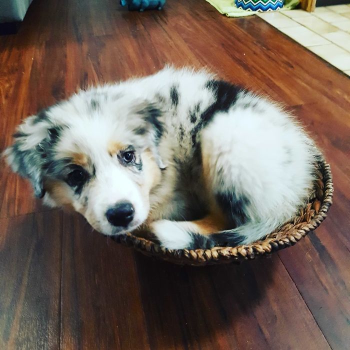 New Pupper Feeling At Home!