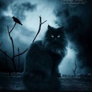 shadowkitten16 avatar