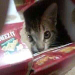 fivefootgoddess avatar