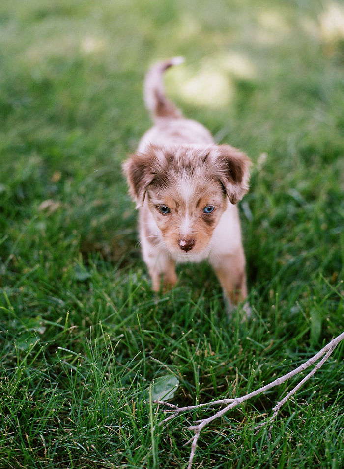 Cutest Aussie Shepherd Puppy
