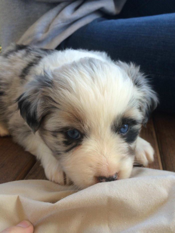 Meet My New Puppy, Liebe