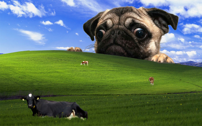 Genius desktop wallpaper featuring a giant pug peeking over a green hill with cows grazing.