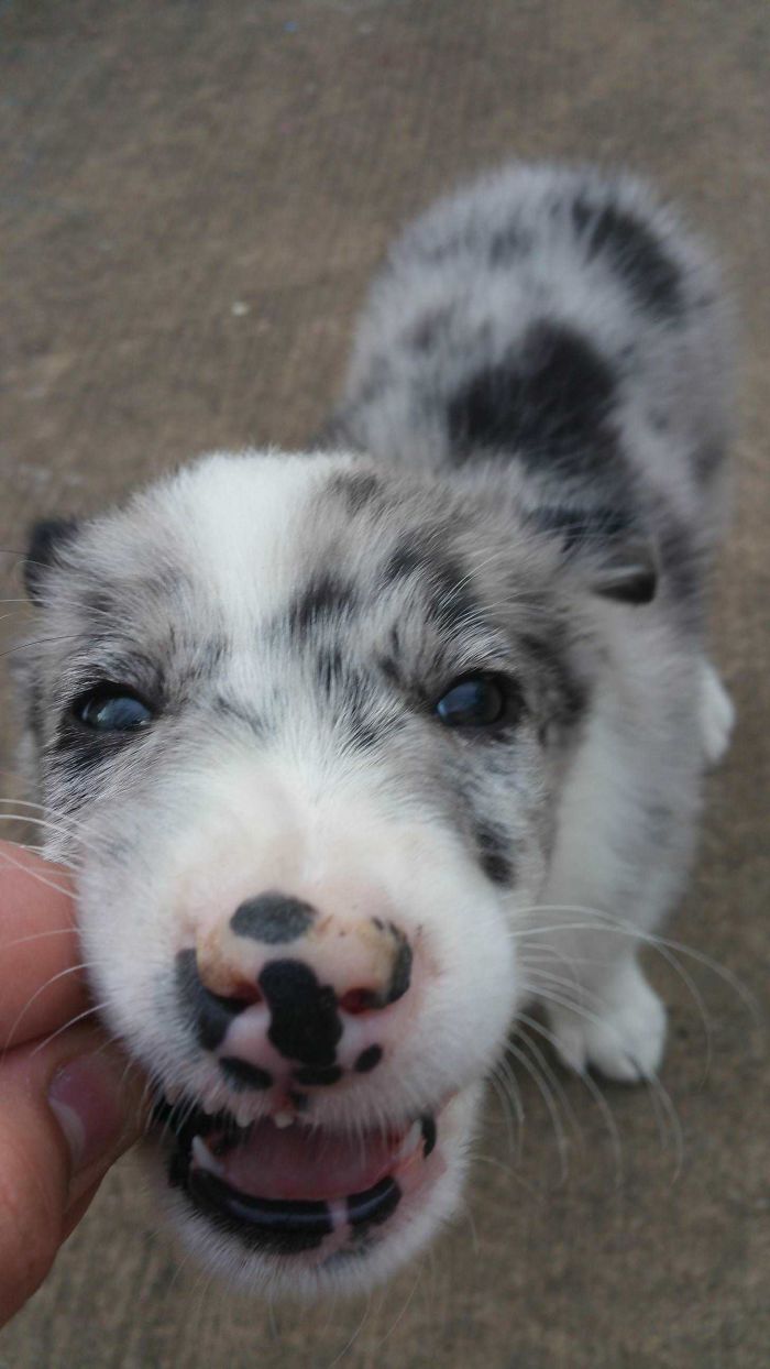 My Charming Australian Shepherd Puppy