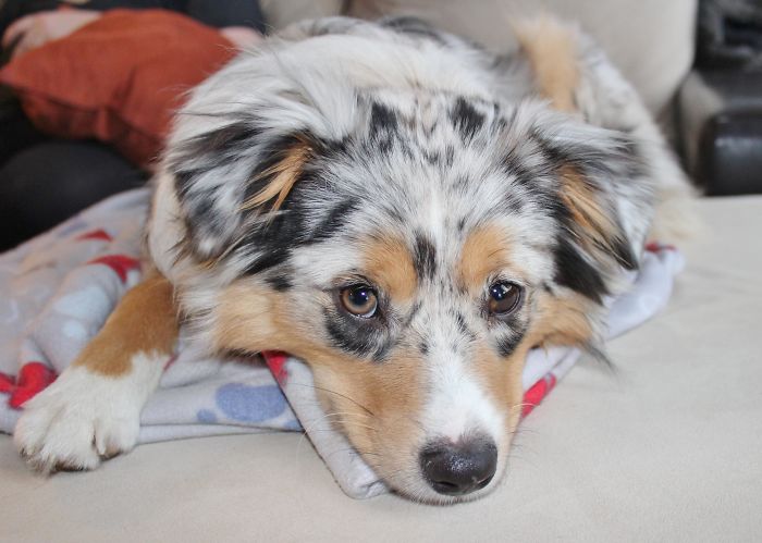 She Has Made Me A Dog Fan. This Is My Grand-Puppy