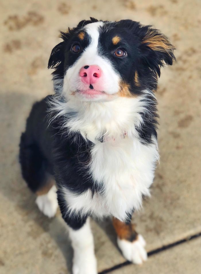 My Four Month Old Aussie, Captain