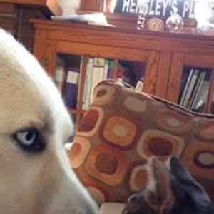 cohen1986facebook avatar