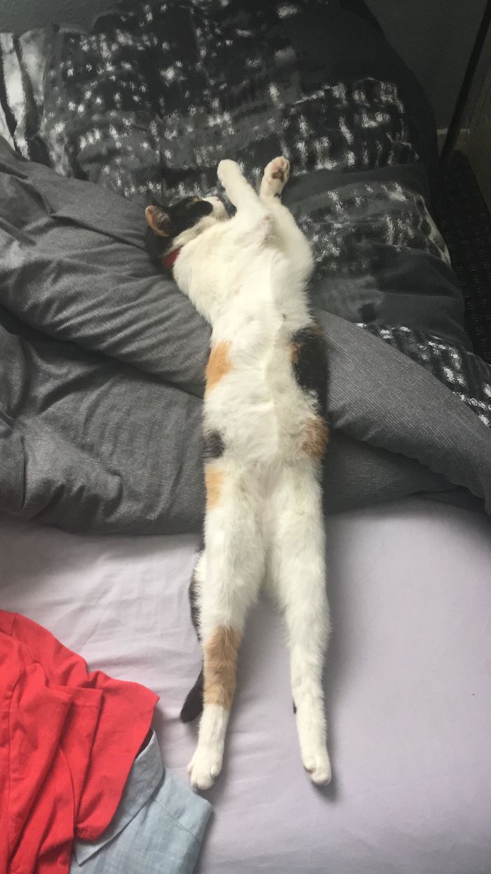 Twitter Users Have Started A New Trend- Take Pictures Of Your Cats Stretched
