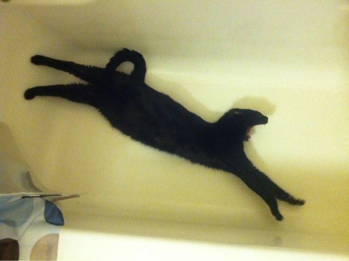 Twitter Users Have Started A New Trend- Take Pictures Of Your Cats Stretched