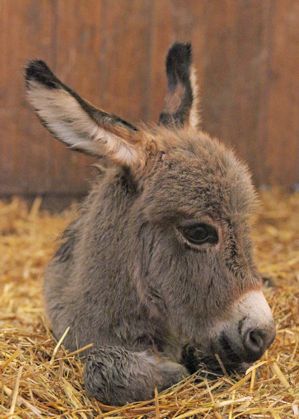 Cute baby donkey resting on straw, showing its soft fur and big ears.