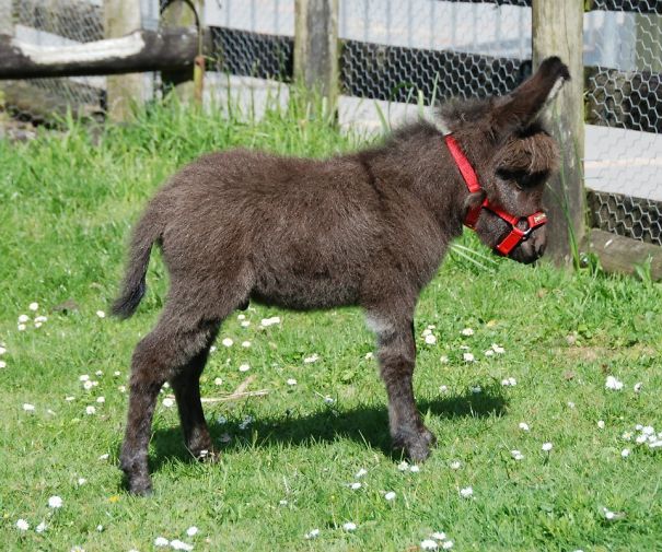 Nearly 2-Weeks-Old Baby Guiseppe