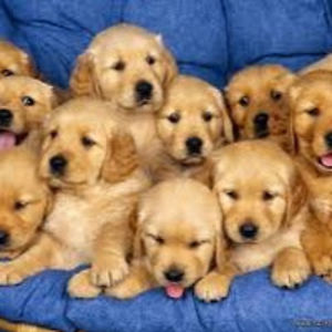 isabellarivellino avatar