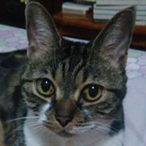 miocatoverlord avatar
