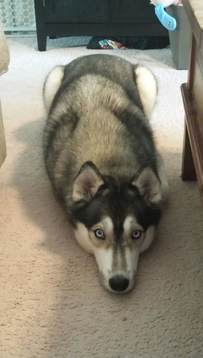 Our Husky "Babyproofs" Herself From Our Son. No Arms. No Legs. Nothing To Grab