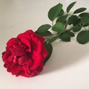 rossana_migliaccio avatar