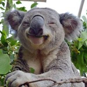 litzmannstadt40 avatar