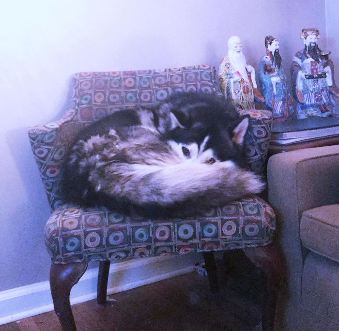 We Asked Him To Get Off The Sofa. He Moved To The Chair. He Thinks We Can’t See Him