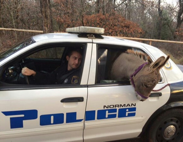 Picture Of A Cop Haulin' Ass