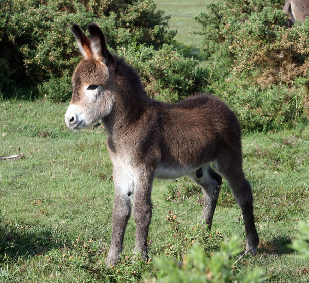 Donkey Foal