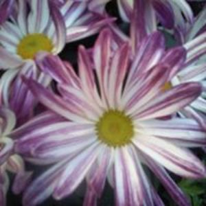 mygamemail1969 avatar