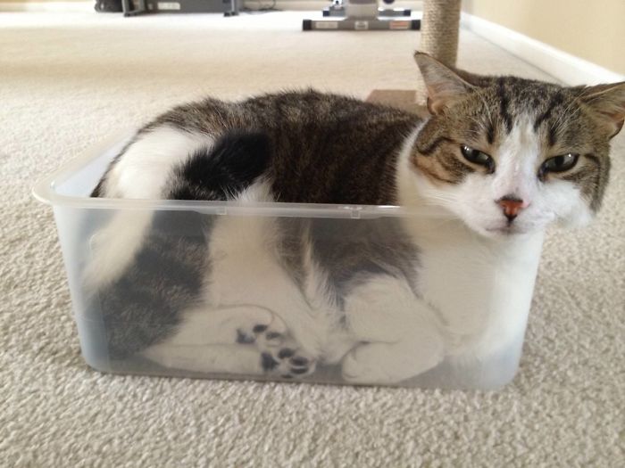 If Atticus Fits, Atticus Sits