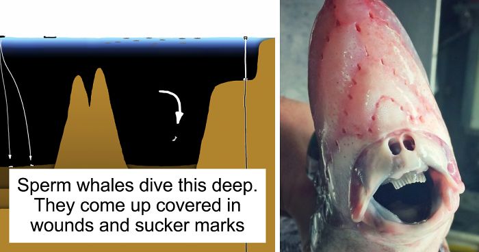 This Mind-Blowing Illustration Shows How Deep The Ocean Is, And It Will Terrify You