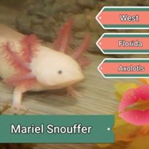 westfloridaaxolotls avatar