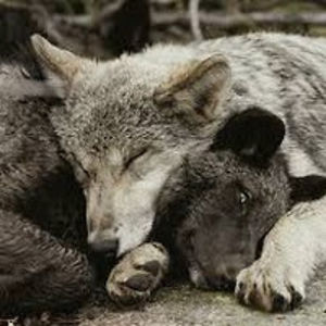 thelunawolvez avatar