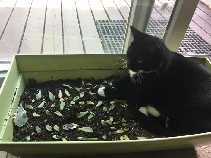 I Was Wondering Why My Succulents Were Dying...