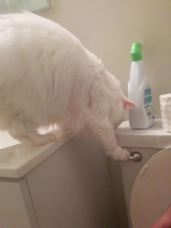 My Cat Has Started Flushing The Toilet... While I Am Mid Business