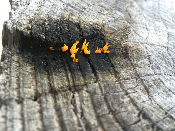 This Fungus Looks Like Fire