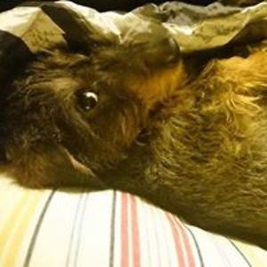 veronica_kouwenhoven avatar