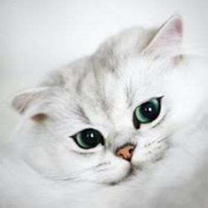 mishmishmisho65 avatar