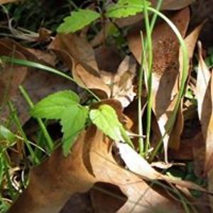 sdavisallmond avatar