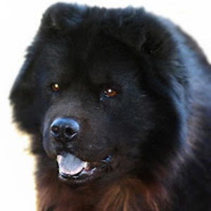 sammyblackchow avatar