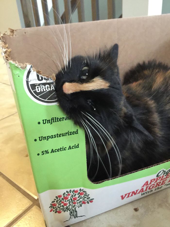 I'll Just Shred This Box In The Most Noisy And Annoying Way Possible, And Then Spit The Pieces All Over The House!