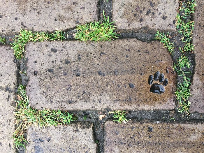 Some Cat "Helped" With This Paving Stone Near My House