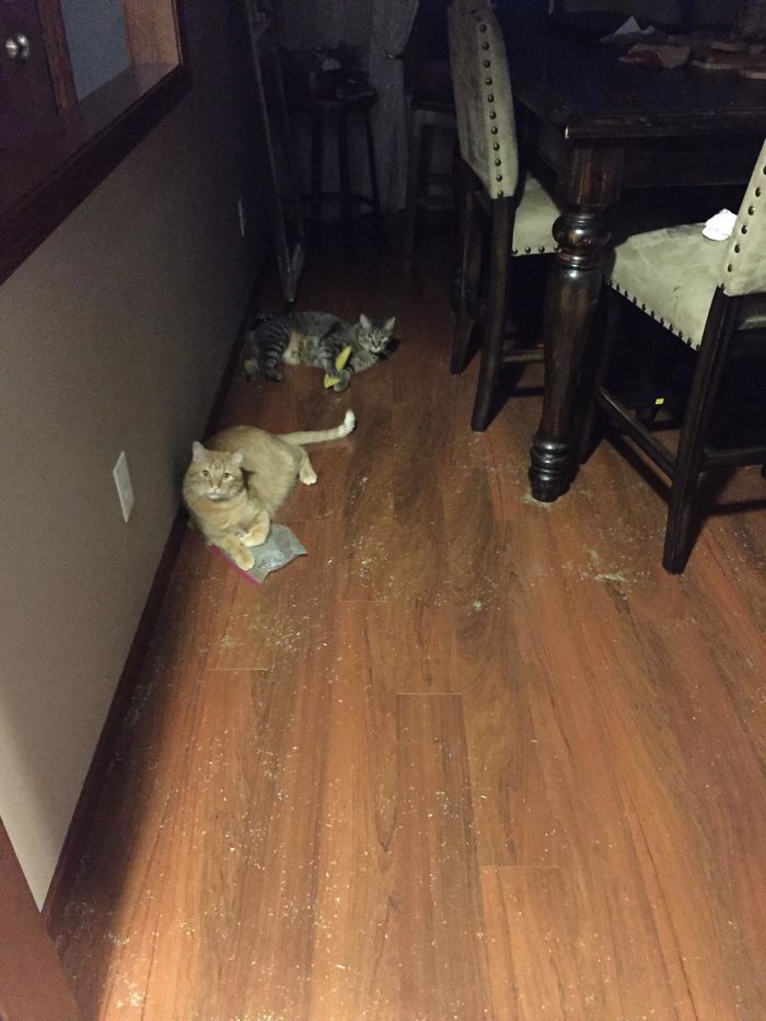 "You Get The Banana And I Will Rip Open The Cat Weed"