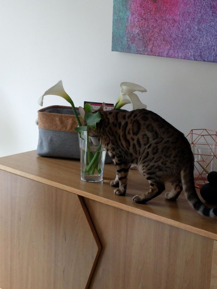 There Are Two Full Water Bowls In The House. A**hole