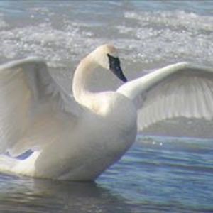 mbconsultancy avatar