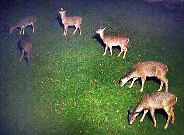 The Six Deer On My Lawn Create Time Lapse Illusion