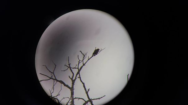 I Took A Photo Of A Bird On A Tree Branch Through A Telescope And It Created The Illusion Of A Giant Moon Backdrop
